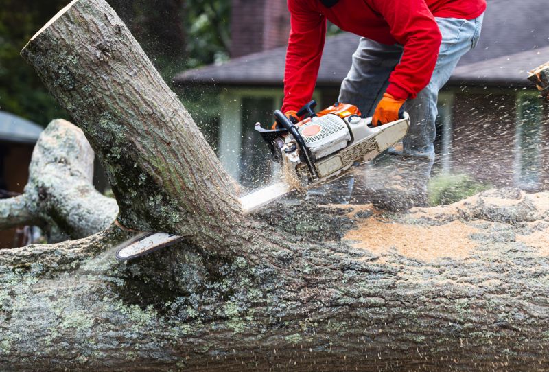 Deadwood Removal in Reno, NV