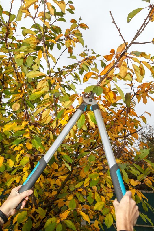 Peach Tree Pruning in San Jose, CA