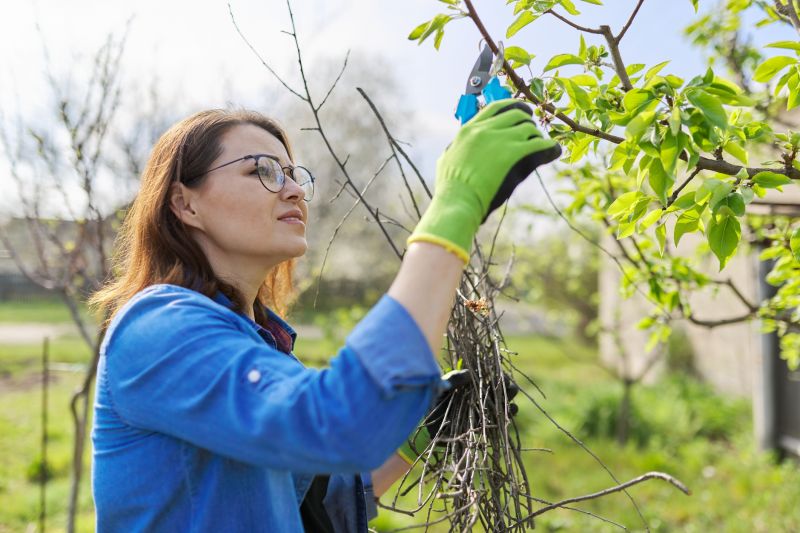 Apple Tree Pruning in Allentown, PA