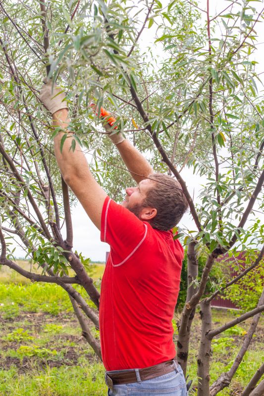 Apple Tree Pruning in Pottstown, PA