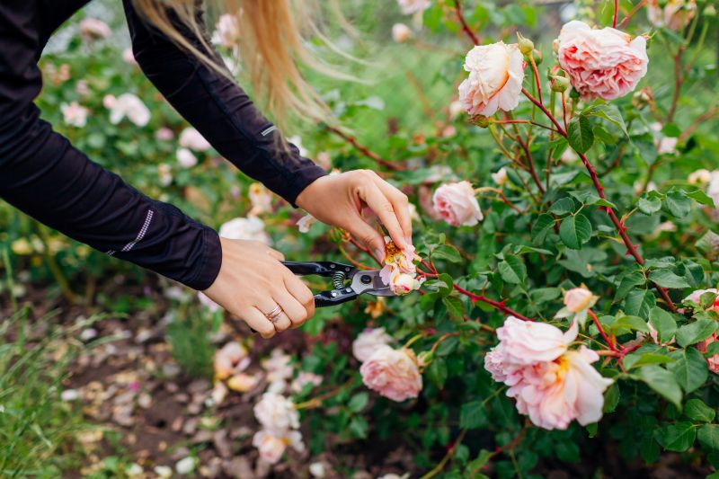 Azalea Pruning in Ventura County, CA