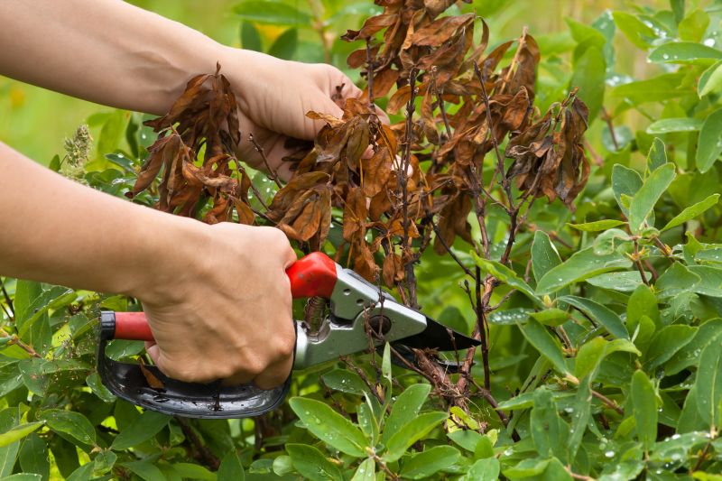 Azalea Pruning in Honolulu, HI