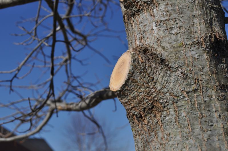 Beech Tree Pruning in Reno, NV