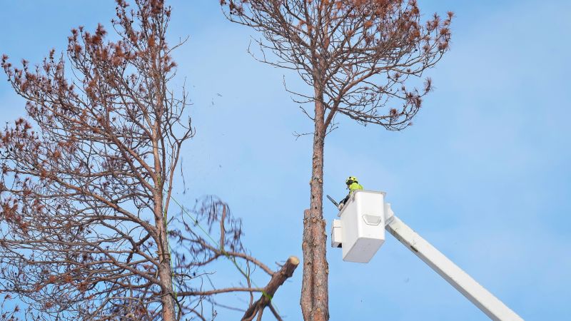 Commercial Tree Removal in Pottstown, PA