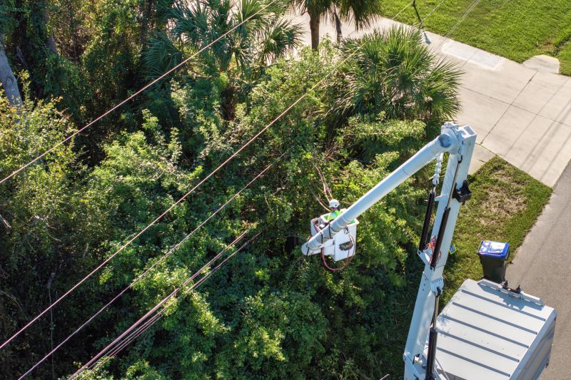 Commercial Tree Trimming in Denver County, CO