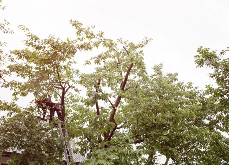 Commercial Tree Trimming in Denver, CO