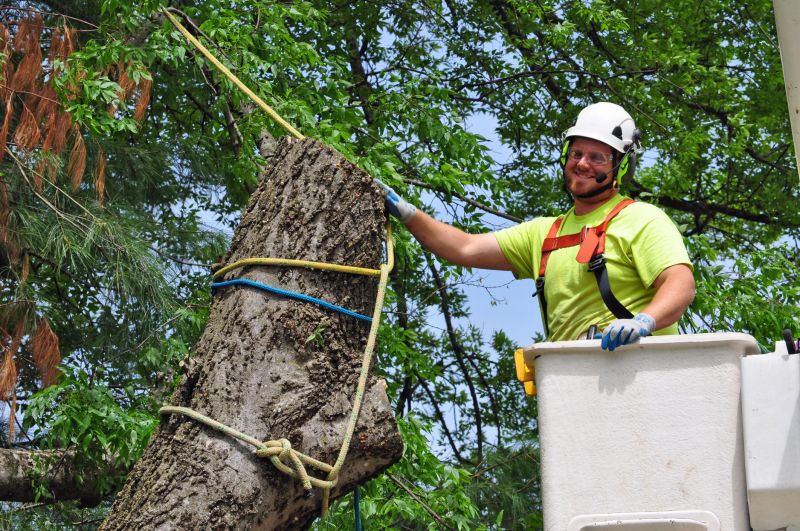 Forsythia Removal