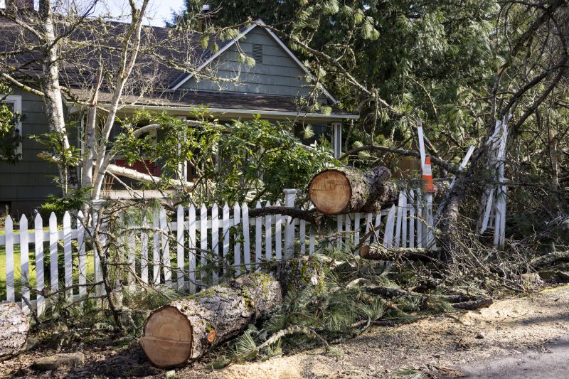 Emergency Tree Removal in Reno, NV