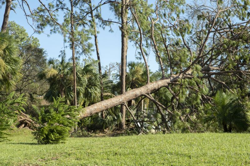 Fallen Tree Removal in Allentown, PA