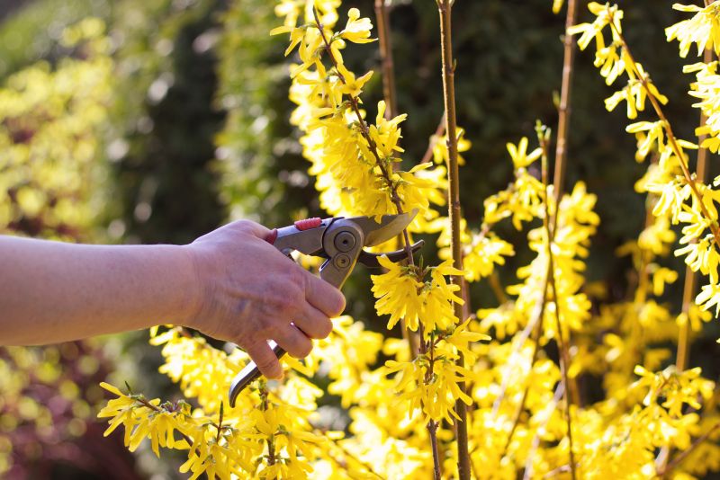 Forsythia Removal