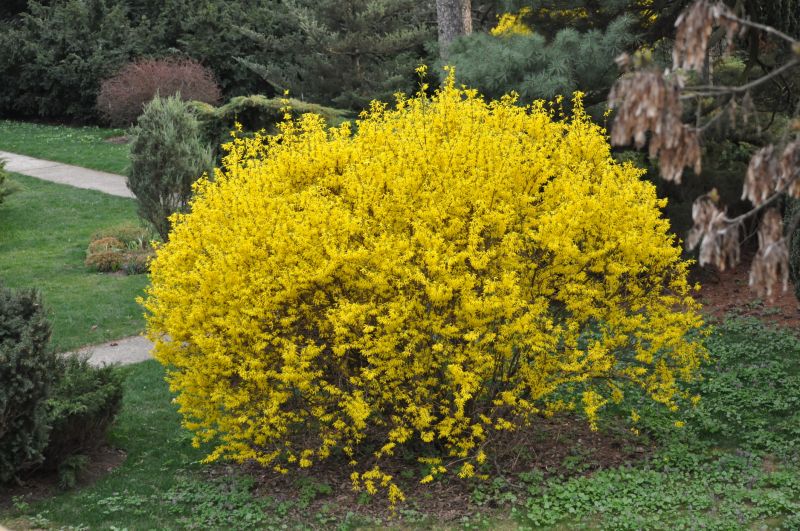 Forsythia Removal