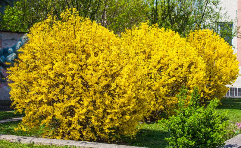 Forsythia Removal detail