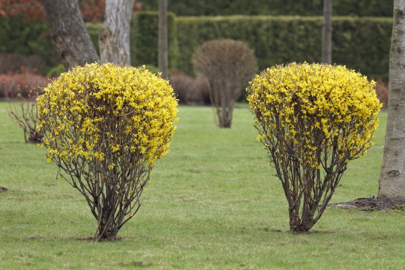 Forsythia Removal detail