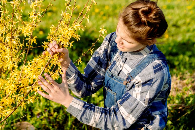 Forsythia Removal detail