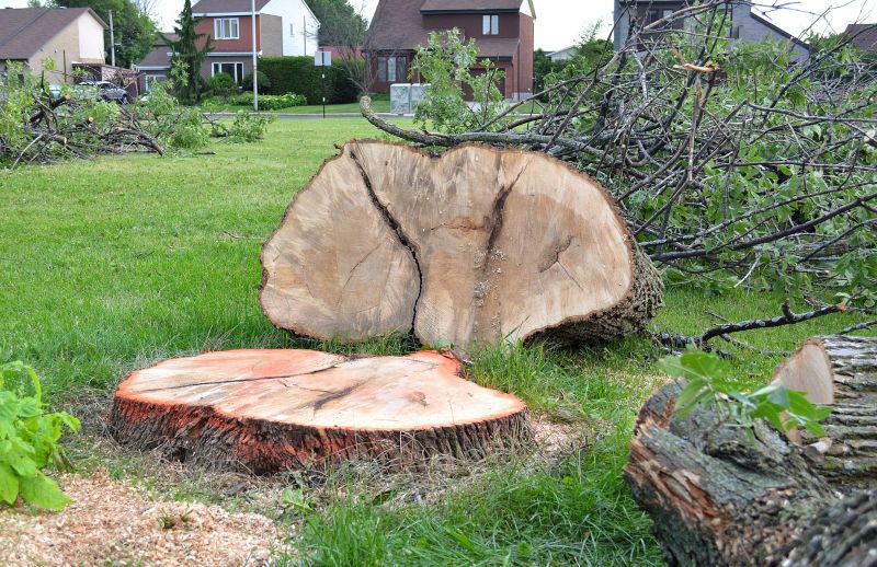 Hickory Tree Removal in Doylestown, PA