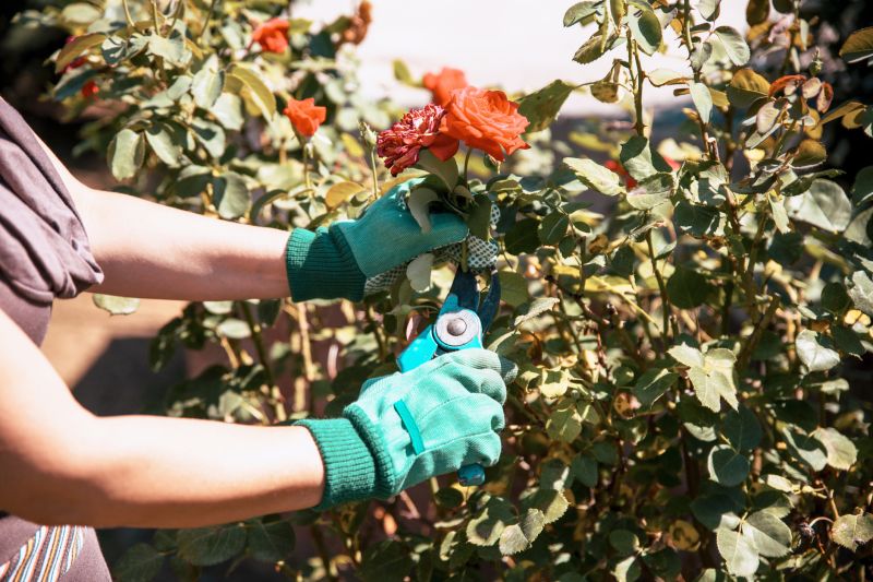 Knockout Roses Pruning in Ventura County, CA