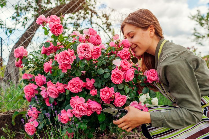 Knockout Roses Pruning in Honolulu, HI