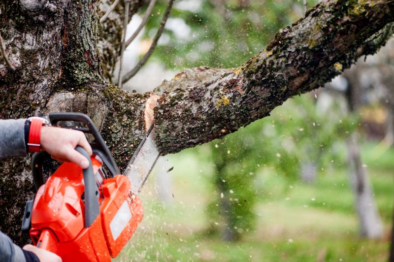 Limb Pruning in San Jose, CA