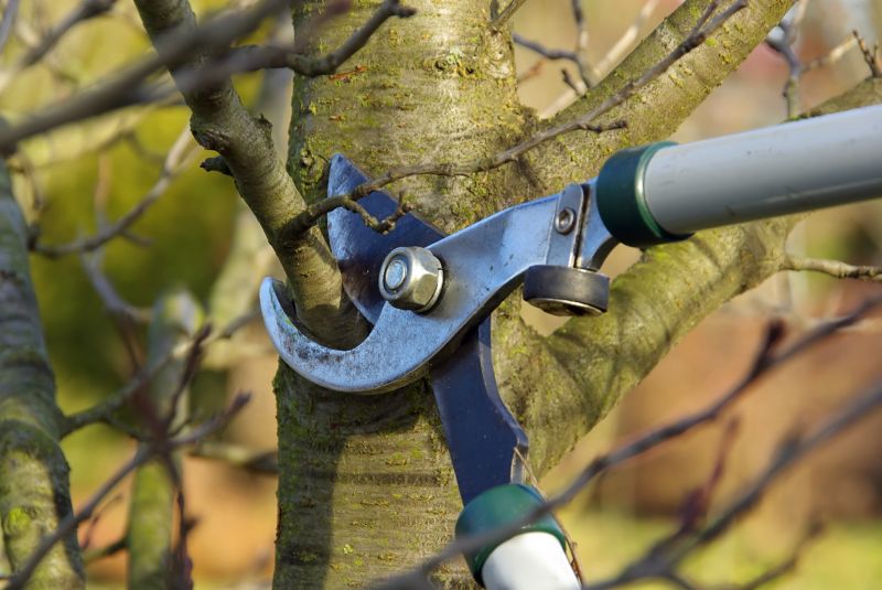 Magnolia Tree Pruning in San Jose, CA