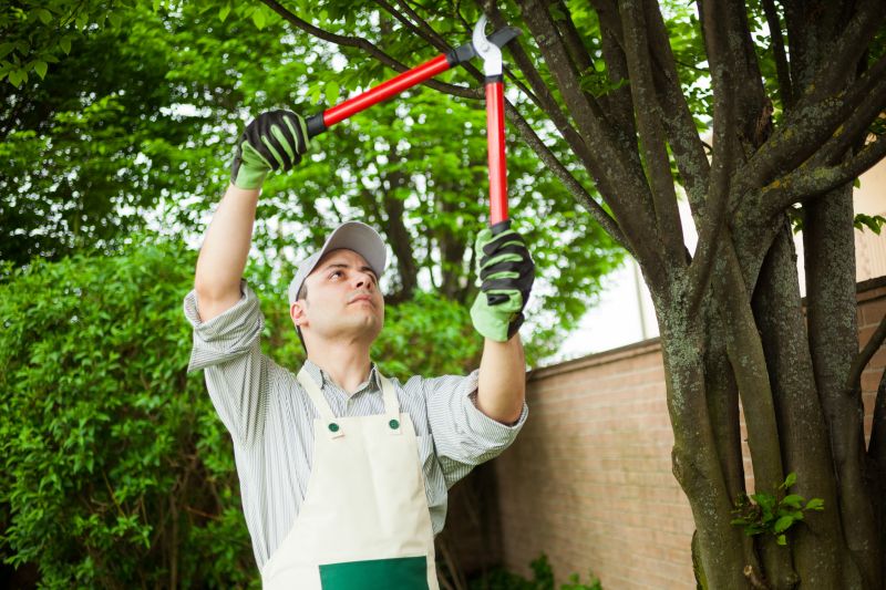 Maple Tree Pruning in Doylestown, PA