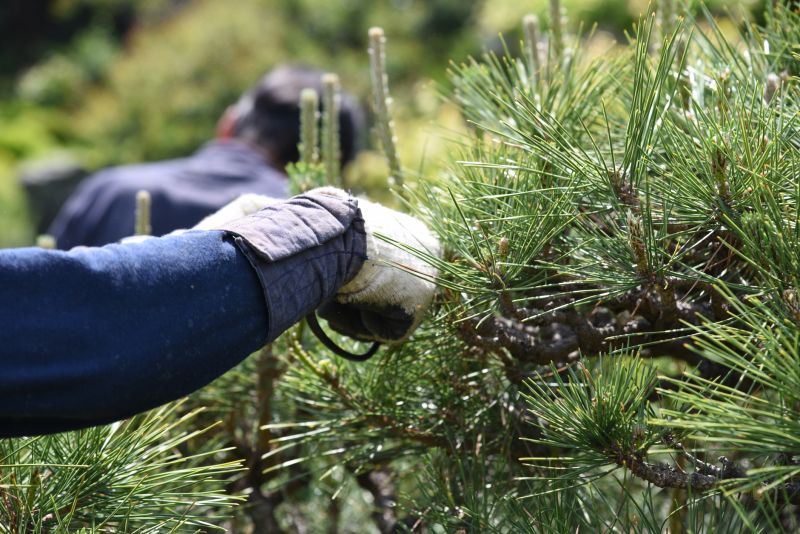 Peach Tree Pruning in Pottstown, PA