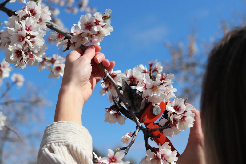 Peach Tree Pruning in San Jose, CA