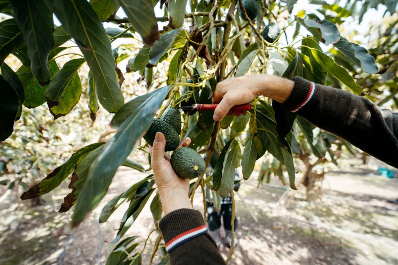 Pear Tree Pruning in Pottstown, PA