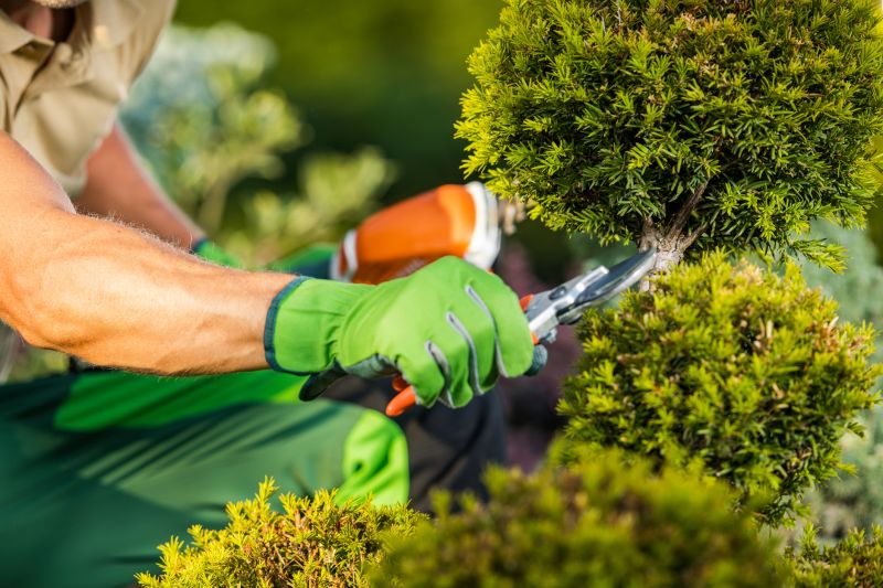 Rose Bush Pruning in Aiken, SC