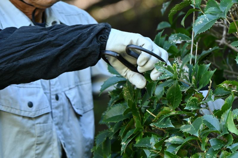 Shrub Shaping in Honolulu, HI
