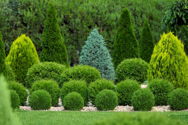 Shrubs Removal in Aiken, SC