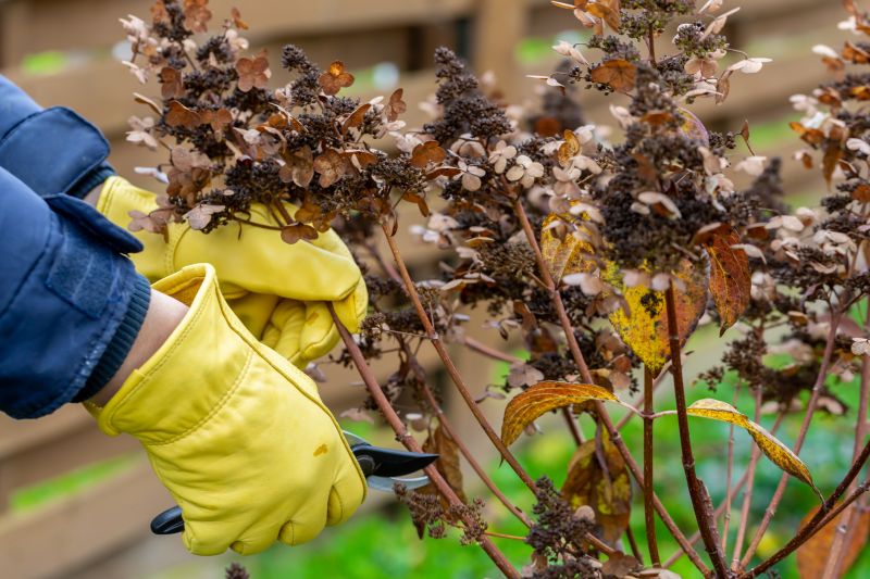Shrubs Removal in Aiken, SC
