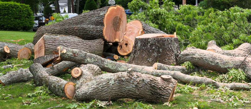 Tree Removal Service in Doylestown, PA