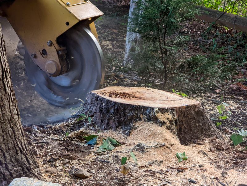 Tree Stump Removal in Calvert County, MD