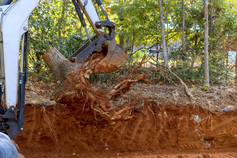Tree Trunk Removal in Calvert County, MD
